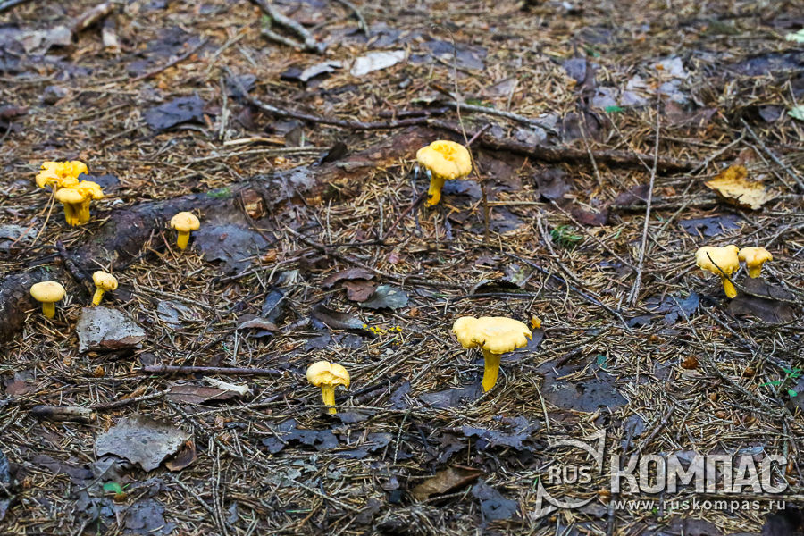 ������� ������ ������ ��������