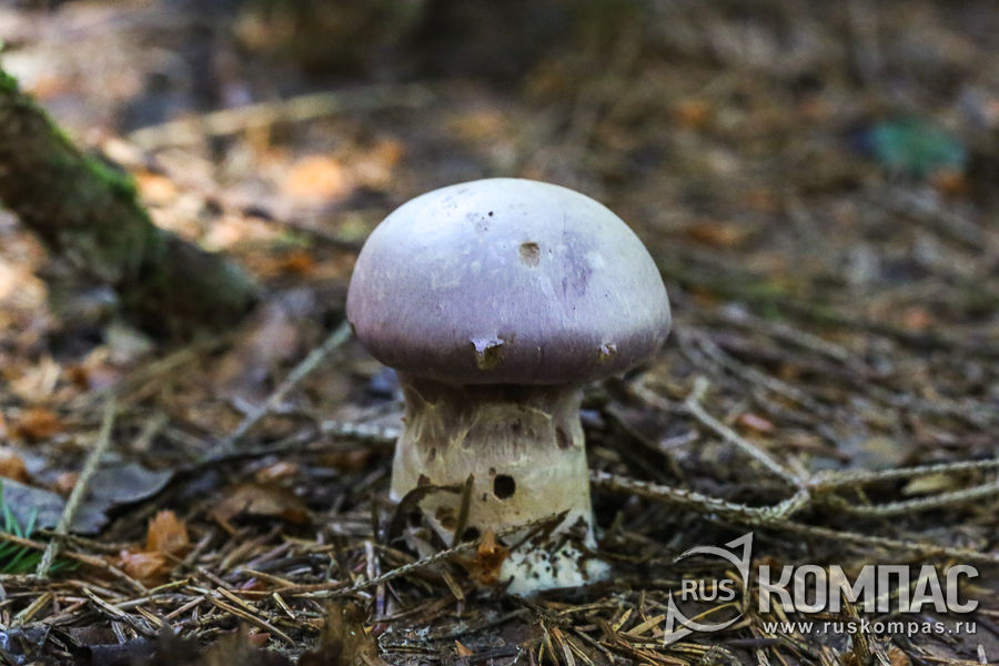 ���������� ������ ��������