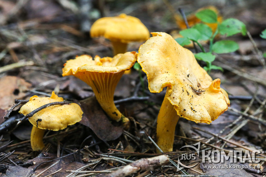 ������� �� ������� �������� ����