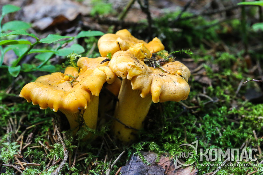 ������� ����� ������� �� ������ ���������