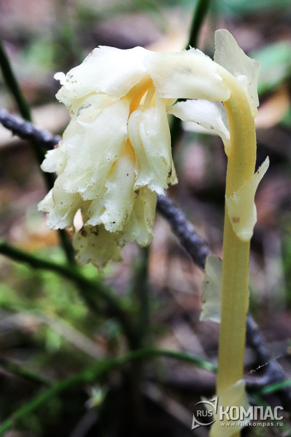 � ��������� ��� ������������� ������