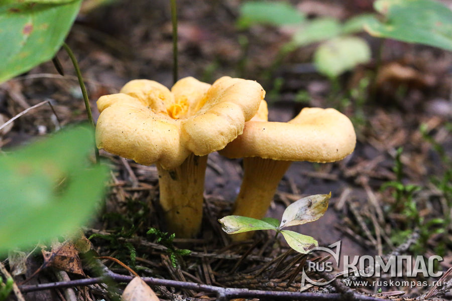 � ������ ������� ��������� ����