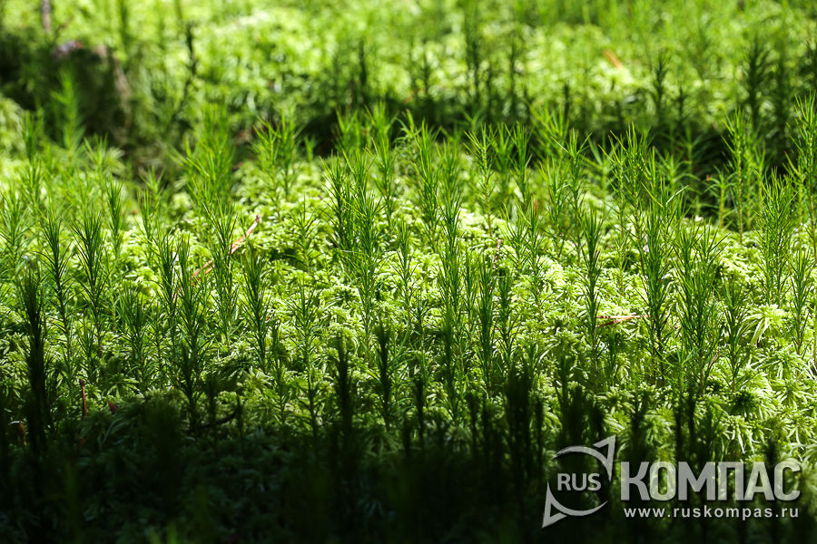 �������� ��