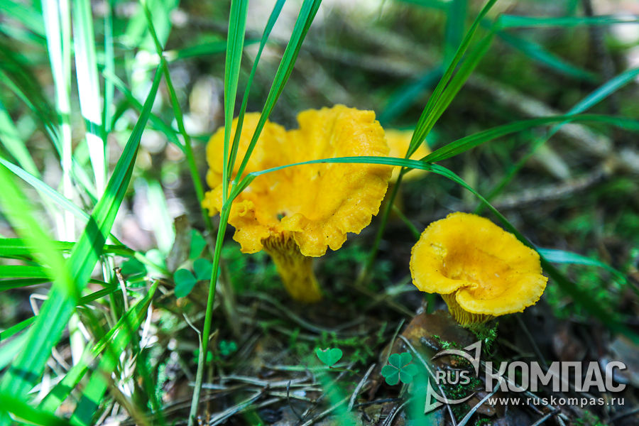 ������� � �����