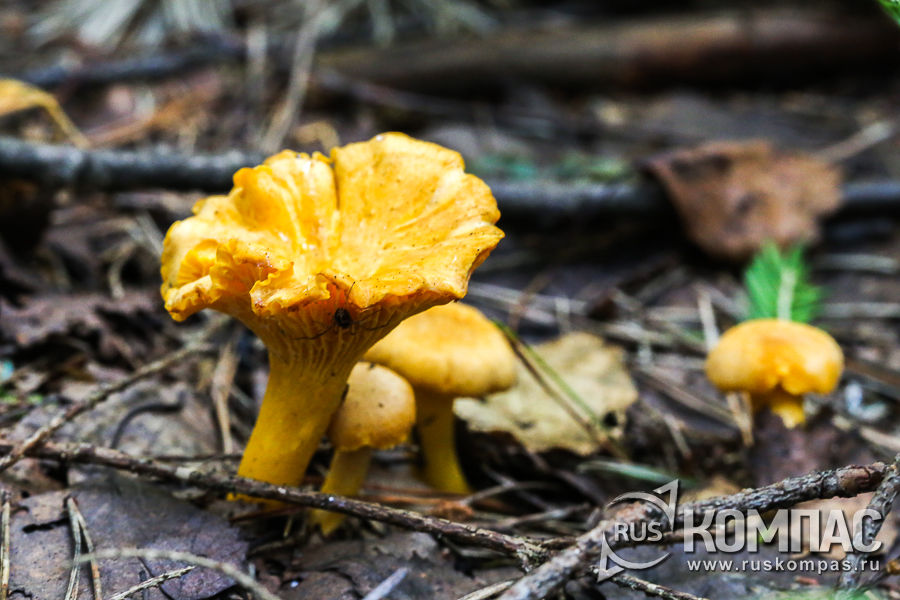 ������ ����� ������ � �������