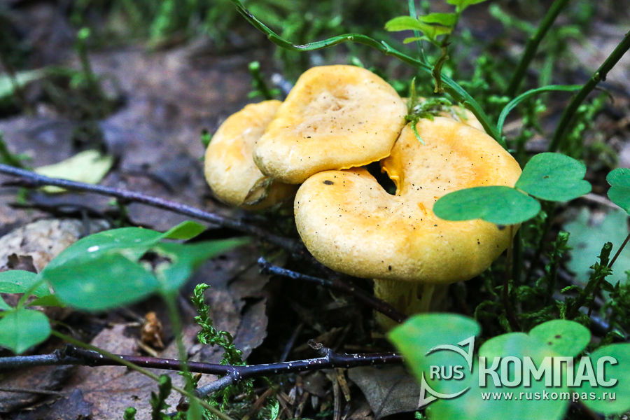 ����� ������� ���������� � �������� ����