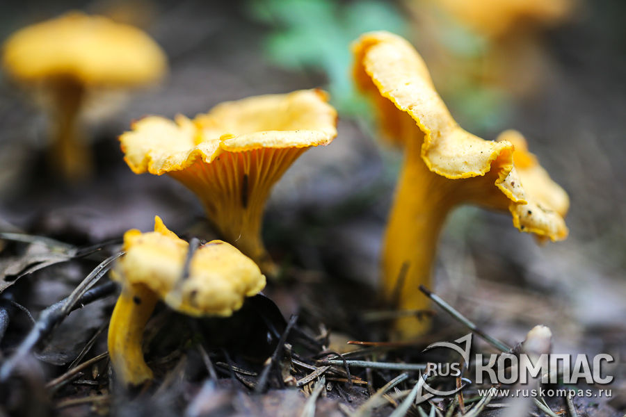 ������� � ����