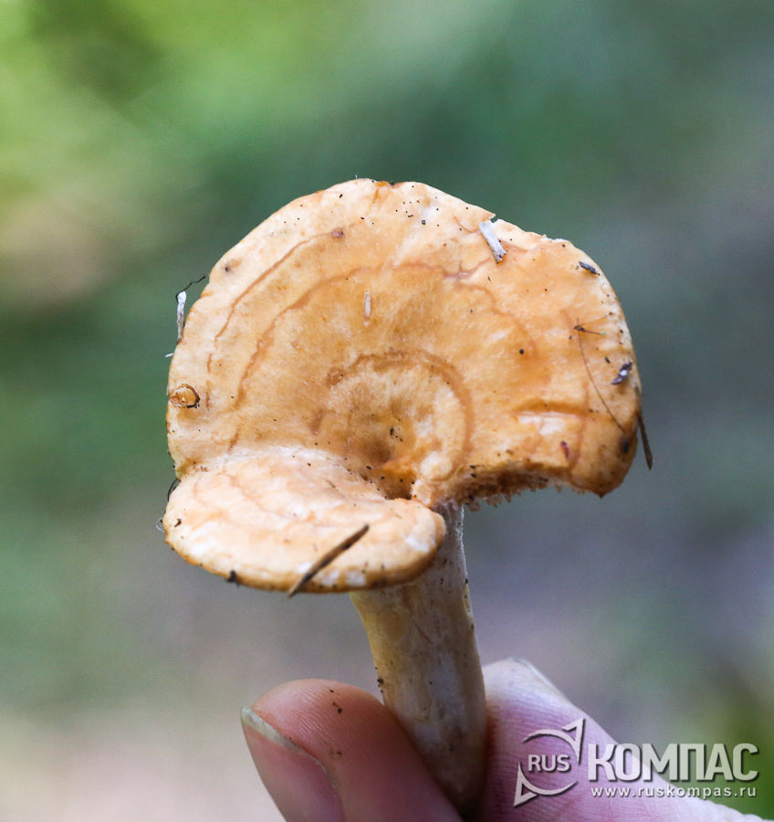 ���� ������