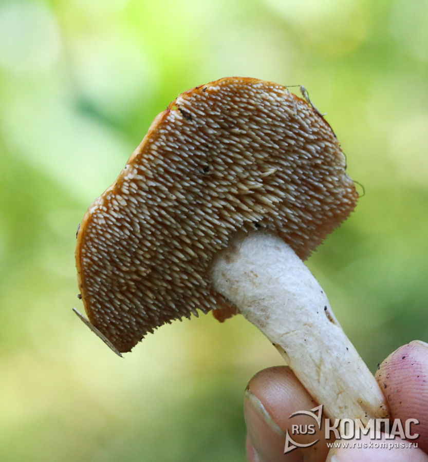 ���� ������