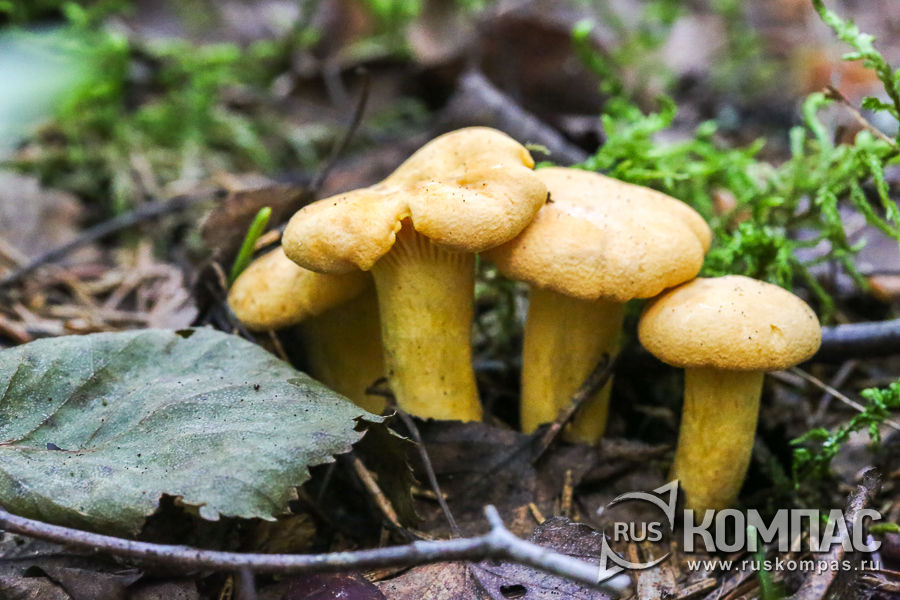 ������ �����, ��� ������ � ������� ��������