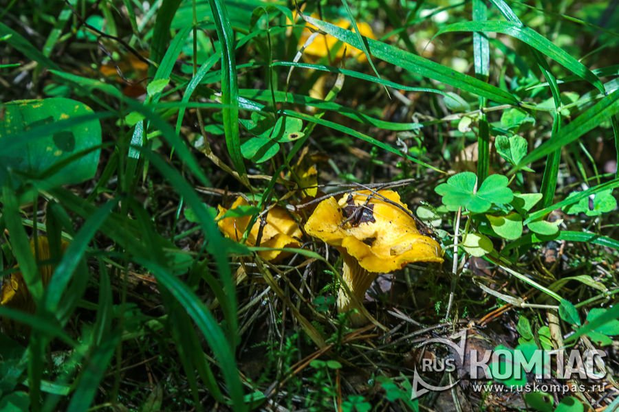 ������� � ����� �� ������ ����