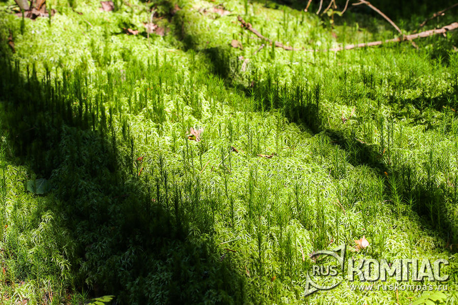 ������� �� ��� (�������� ��)