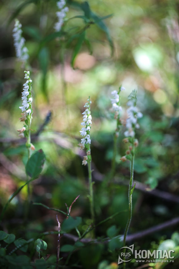 �������� �������� - �������� ��������� ��������