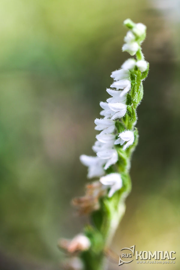 �������� ��������