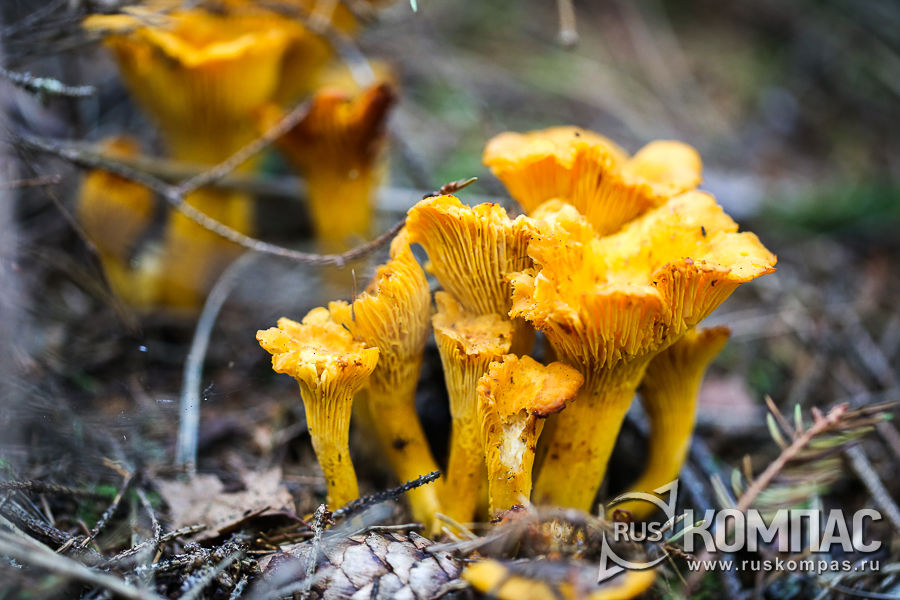 ������ � ��������� � �������