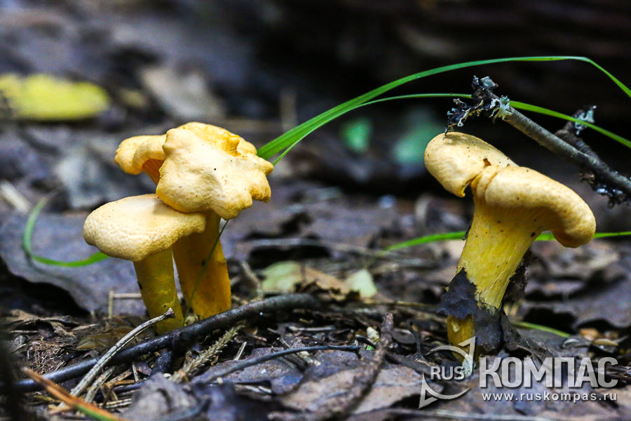 ������ �������