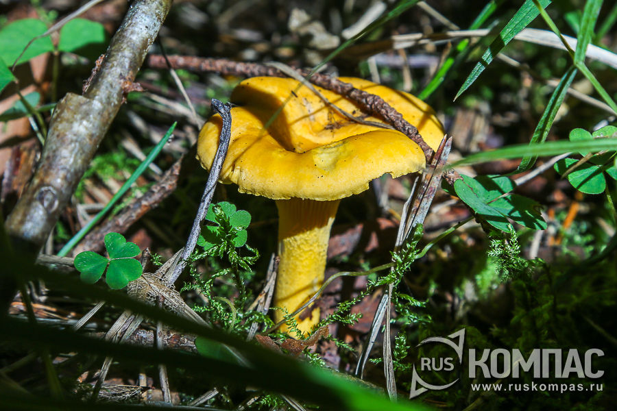 ������� � ��������� ������������ �����, ������������ �� ����� ������� 