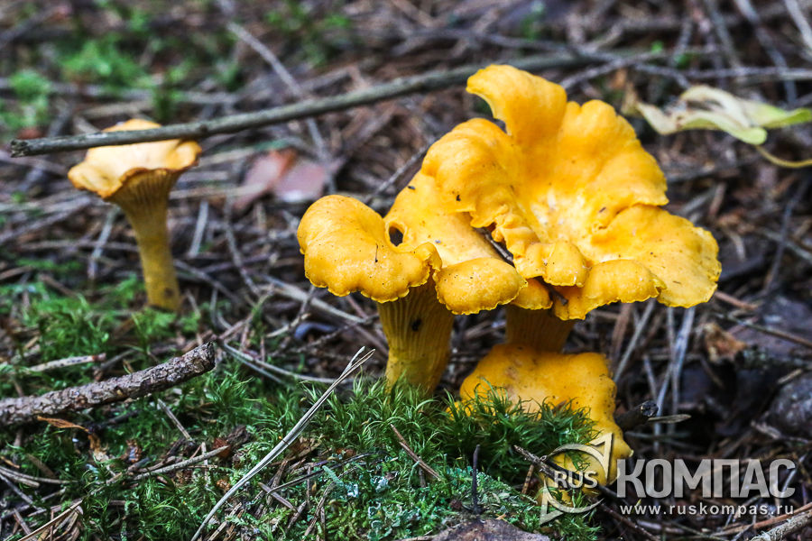 ������ � ���������