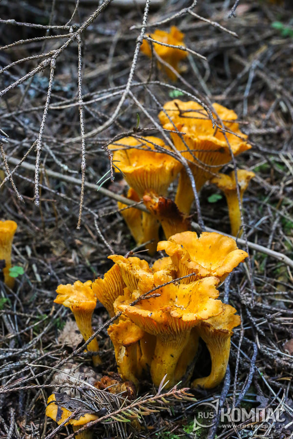 ������� � �������