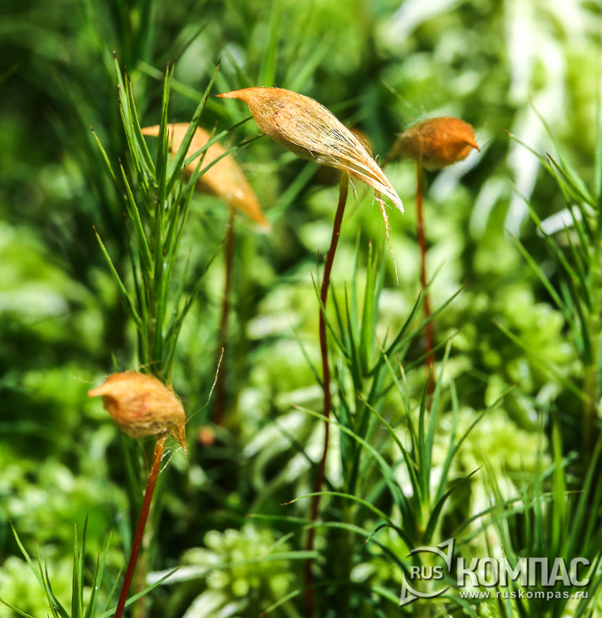 ��������� �� ������� (��������) � ��� �������� ��