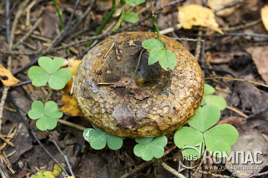 ������ ������ � �����