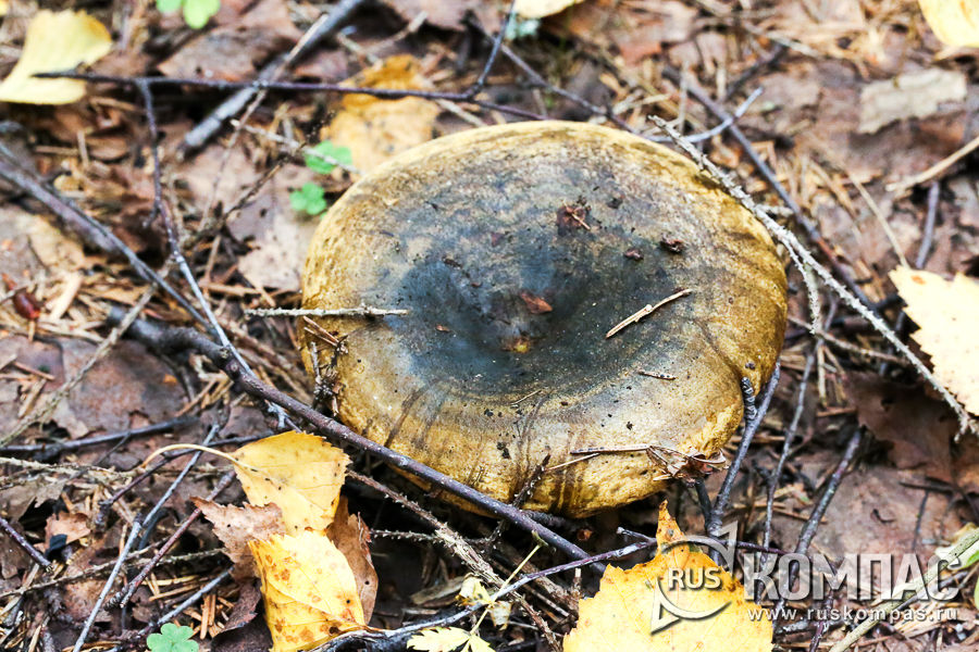 ���� ������  ������ ������� �������� �� ����� �������������