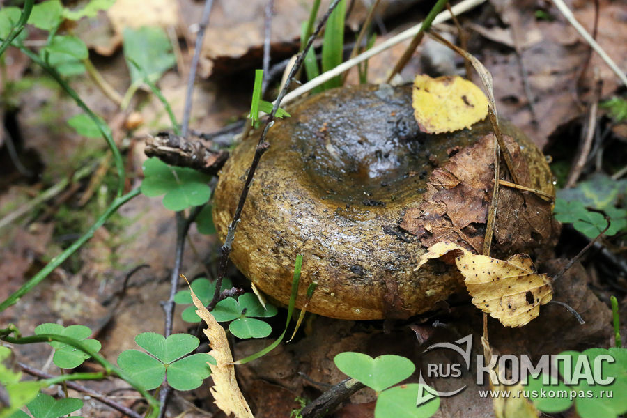 ������ ������ ����� ������� ������