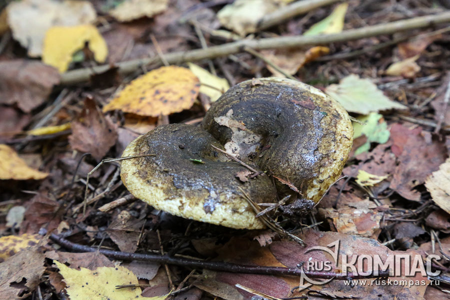 ��������� ������ ������� ������