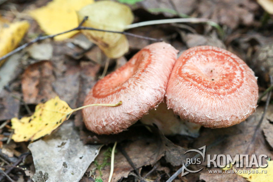 ������� �������� � ������� ������