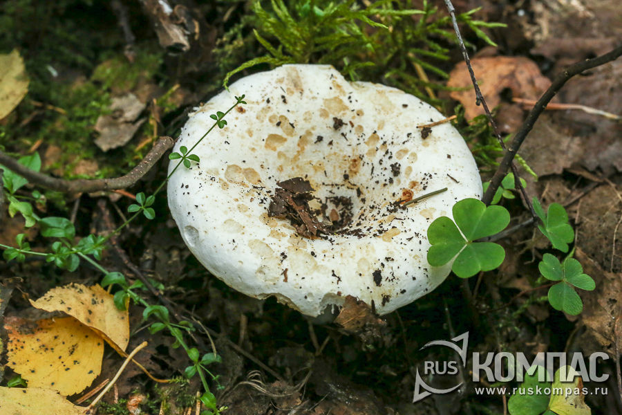 ����� ������ - ���� �� ����� ������� ������