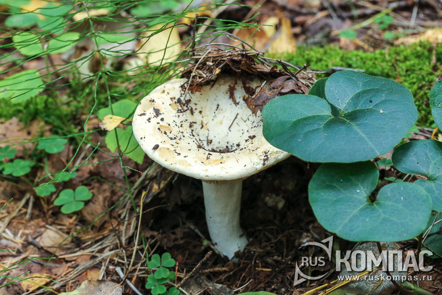 ����� ������