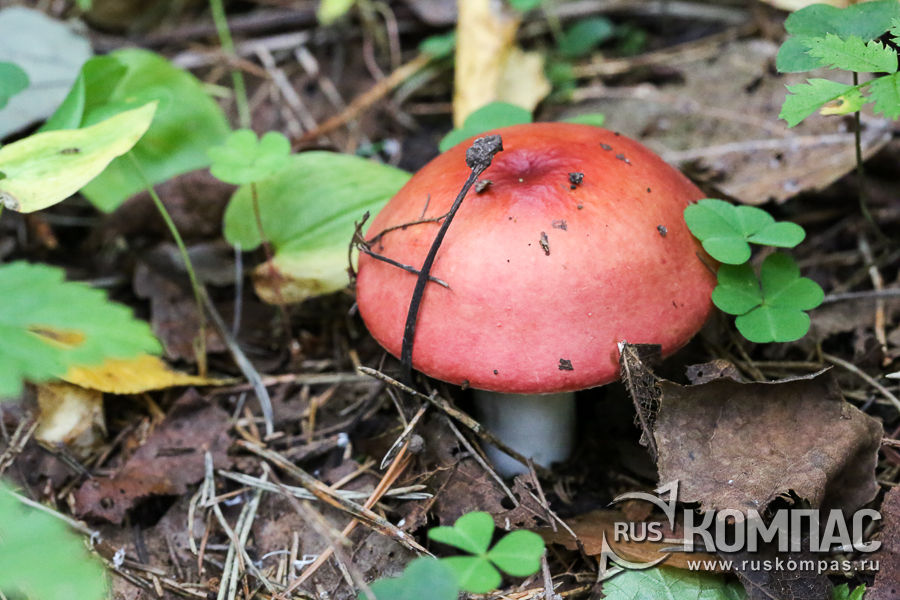 �������� �� ������ ����