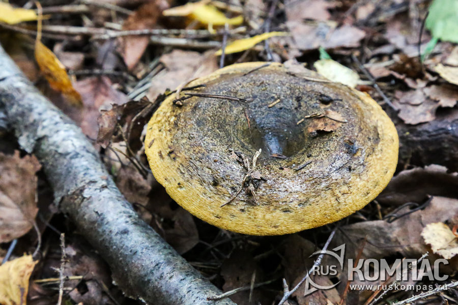 ������ ������� ������