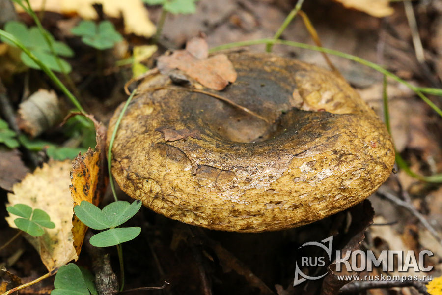 ���������-���������� ������ ������� ������