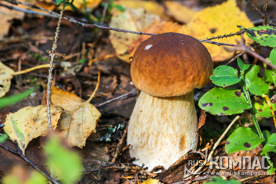 ������� ����� ����