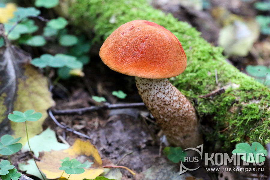 ����������� ��� �������� ���� �������