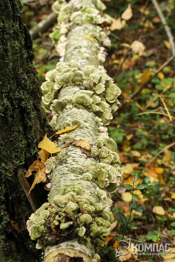 ��������� ����� �� ���������� ������