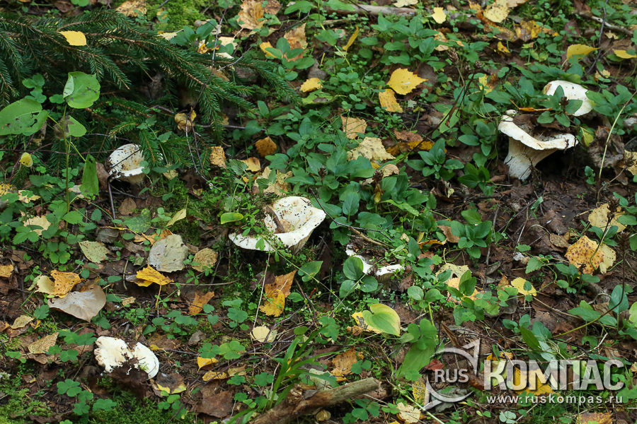 ������ ����� �������