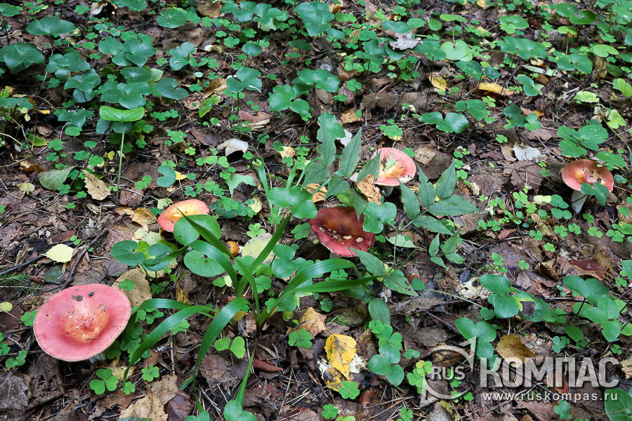 ������ � ����������