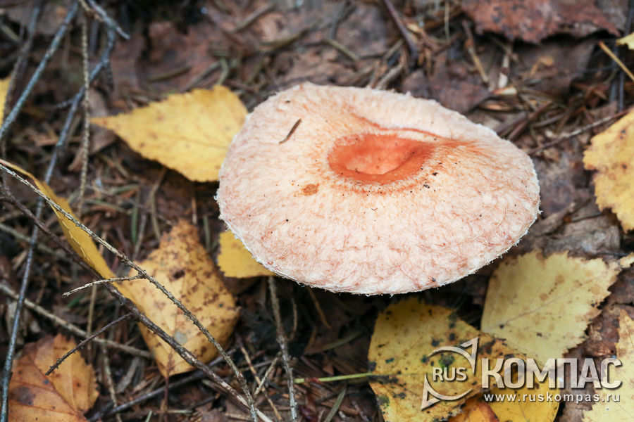 ������� ������� ��������