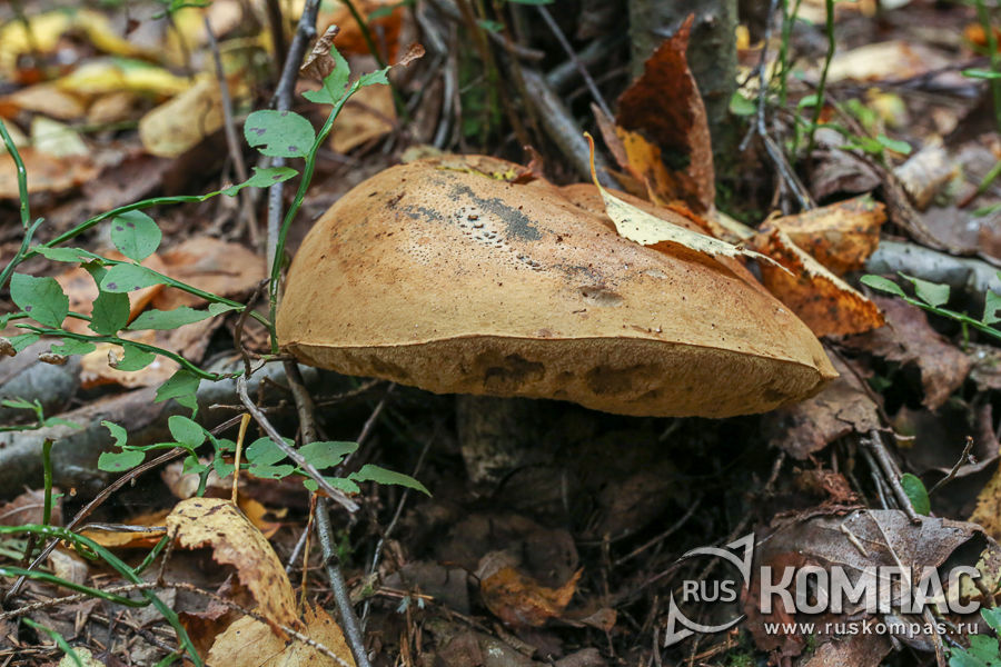 ������� ������������ ��� ����