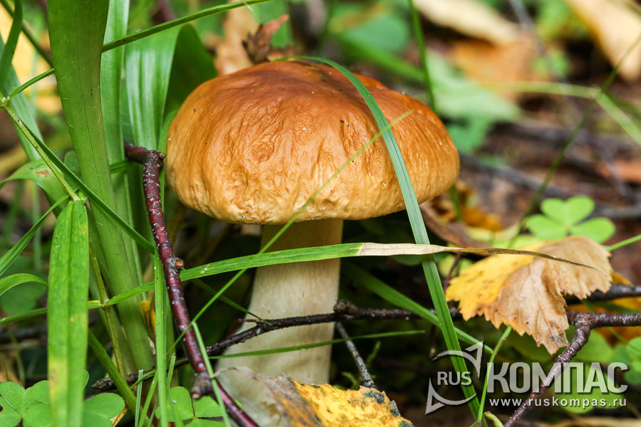 ����� ���� � �����