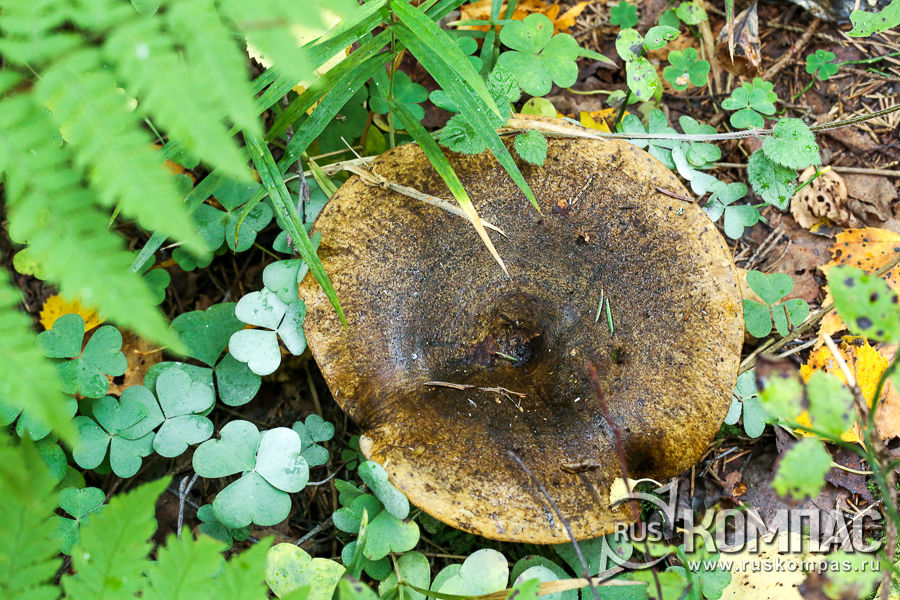 � ������ ������� ������ ���� ������� ������