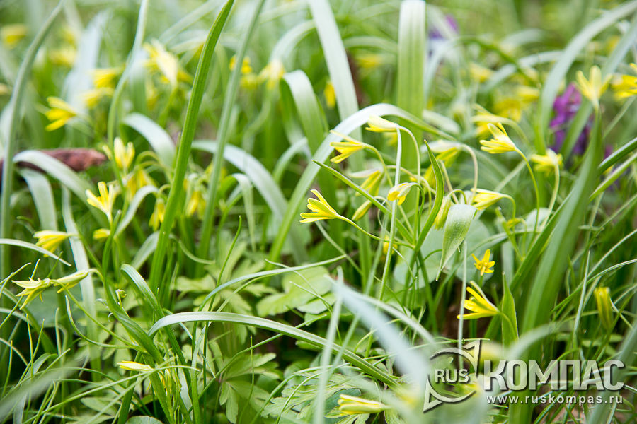 ������� ���