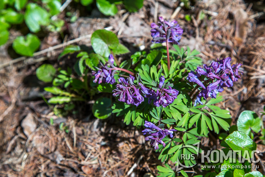 �������� �������