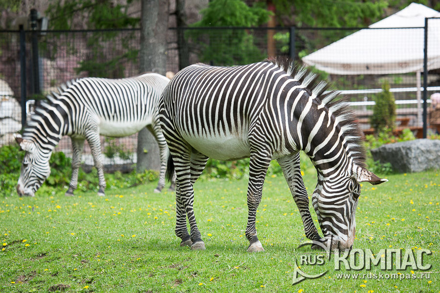 ����� �����