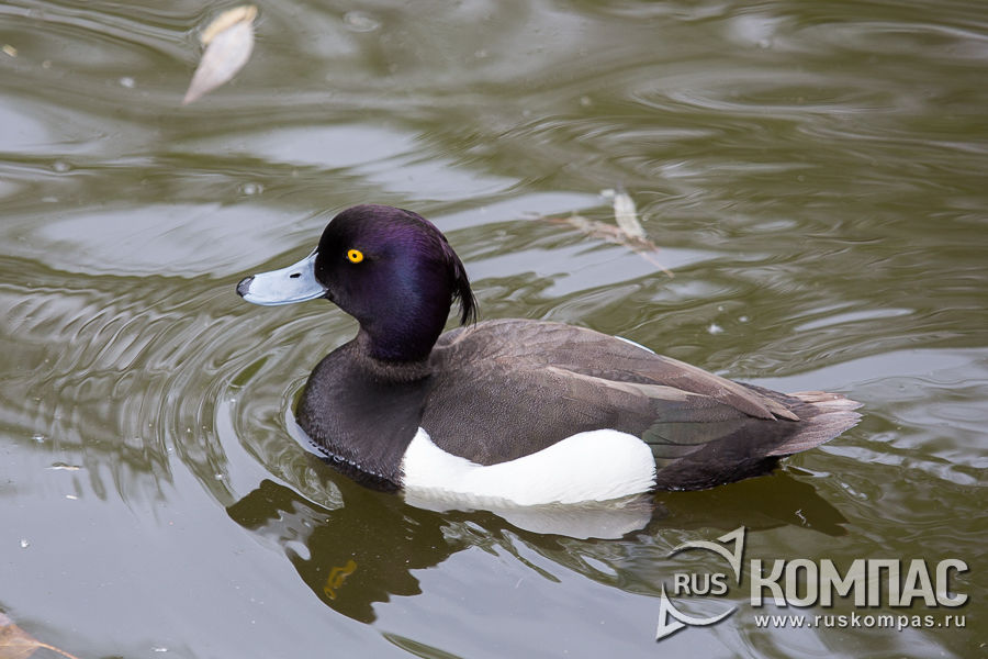 �������� �������