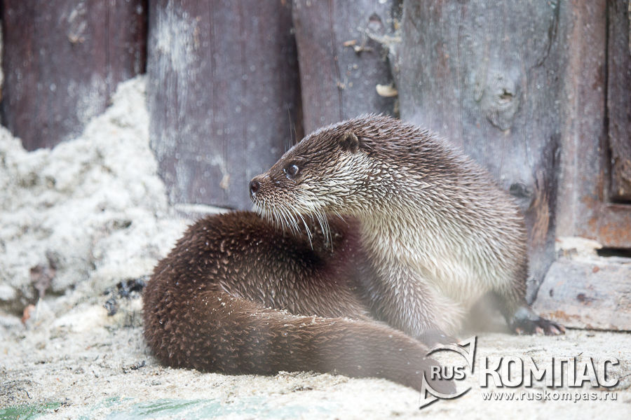 ����������� �����