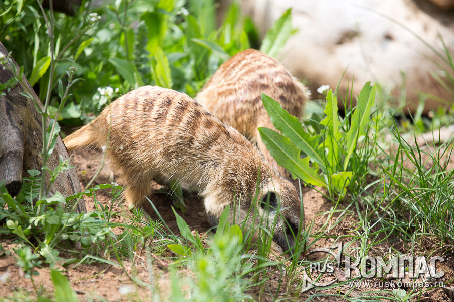 �������� ��������� ���-�� ����