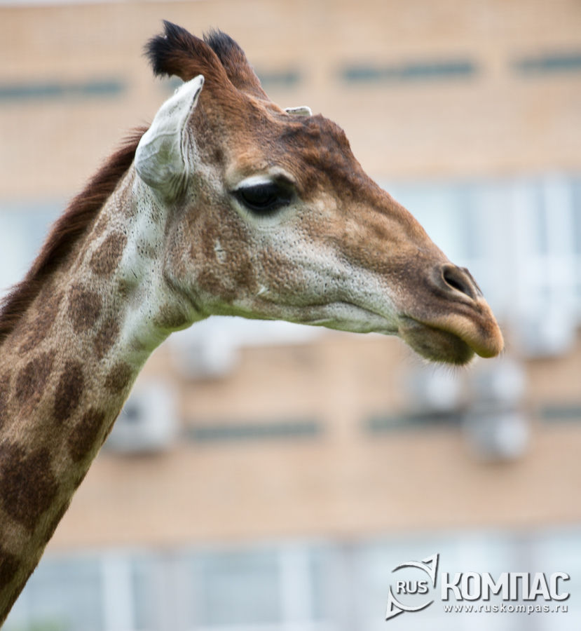 ������ ����-����������� ������